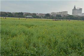 凱力克賞花 凱力克賞花